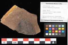 Foto (Objekt + Etikett) von Sphaeria mediterranea Ettingshausen (NHMW-GEO-2024-0188-0026)
